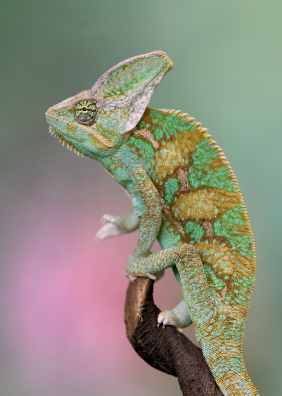 Closeup profile portrait of a Dragon lizard perched on a tree branch