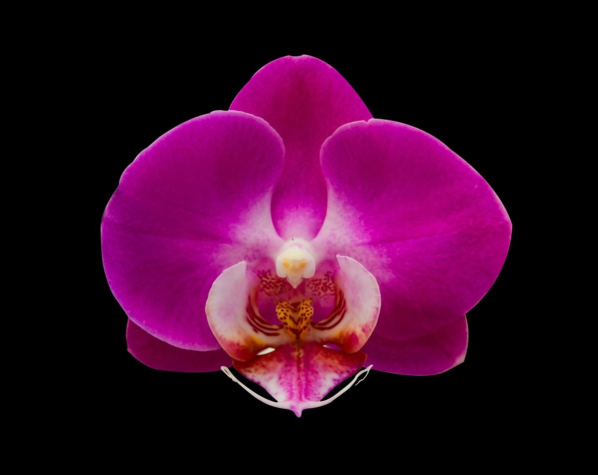 pink purple Phalaenopsis Orchid or Moth Orchid isolated on black background branch are blooming with bud in tropical garden form orchid farm in Thailand with clipping path For design or print.nature
