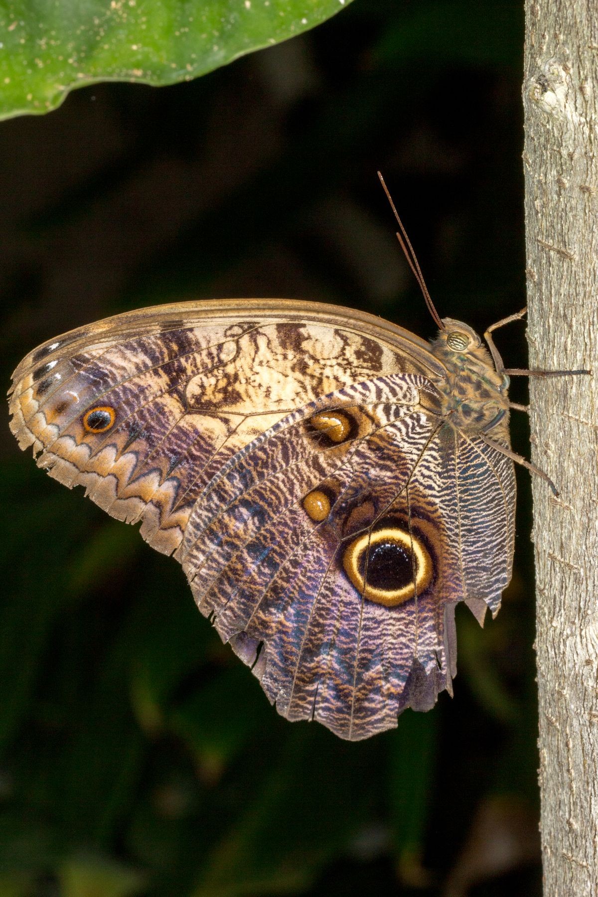 Butterfly sitting on a wood