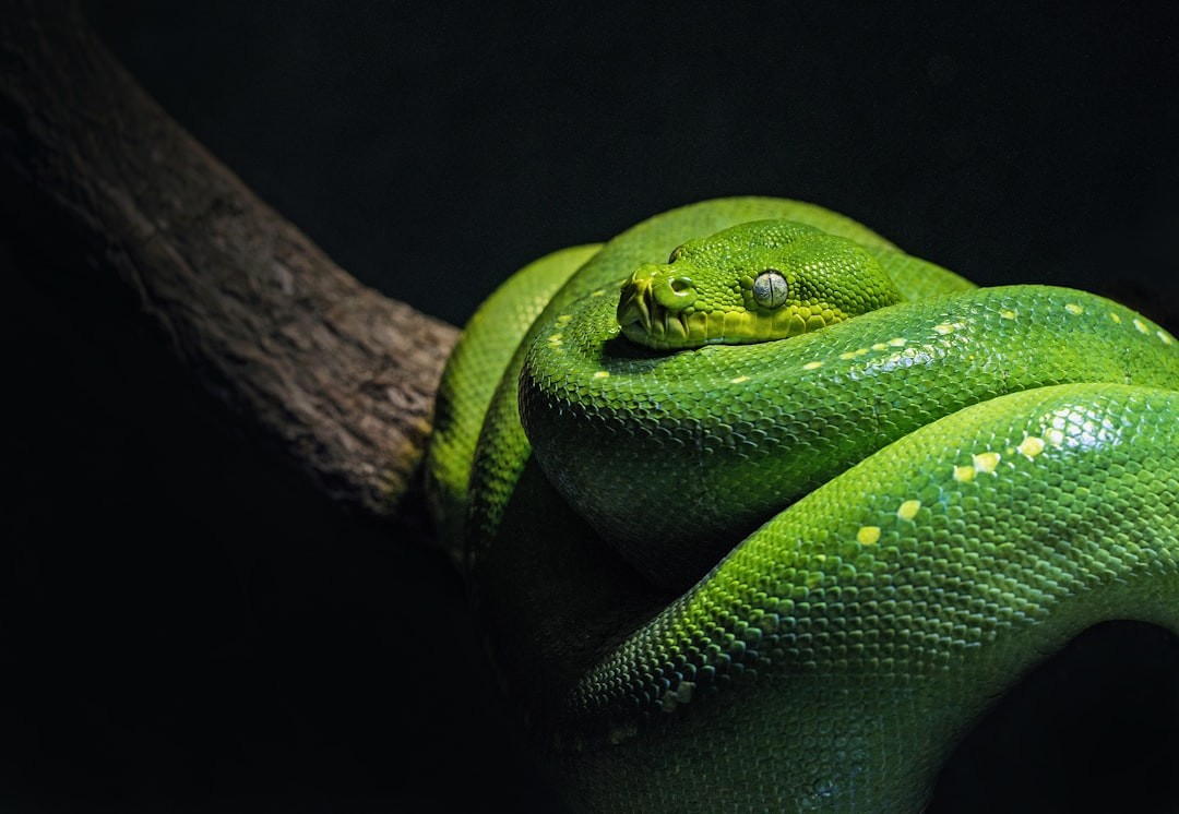 Selvatura Reptile & Amphibian